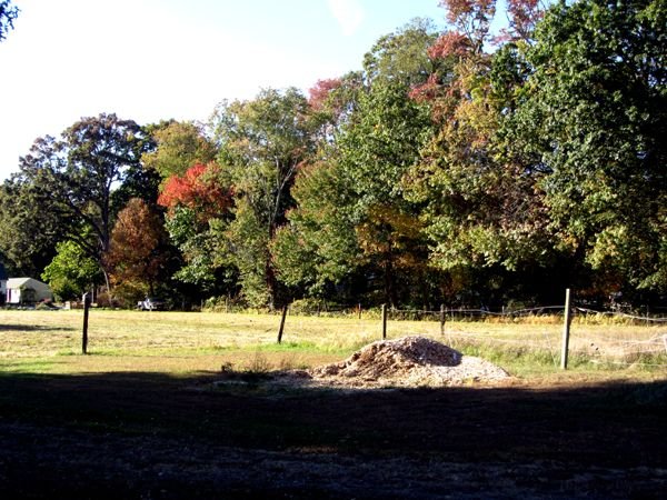 Middle pasture tree line crop Oct 2024.jpg