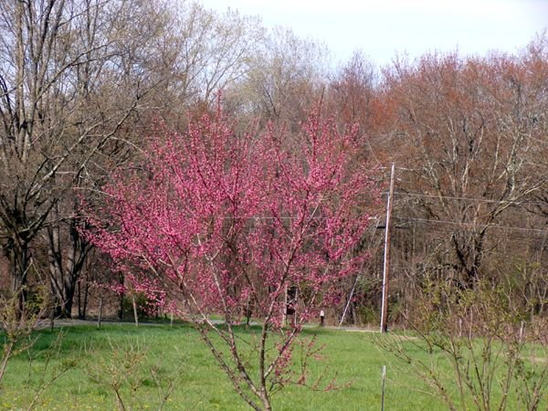 Little trees - peach, brown top crop April 2024.jpg