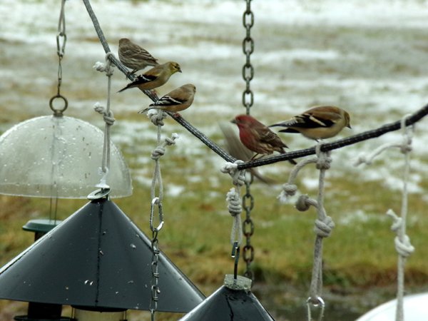 Birdfeeder line-up3 crop Jan. 2024.jpg