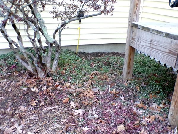 Azalea - lamium still growing crop Jan. 2023.jpg