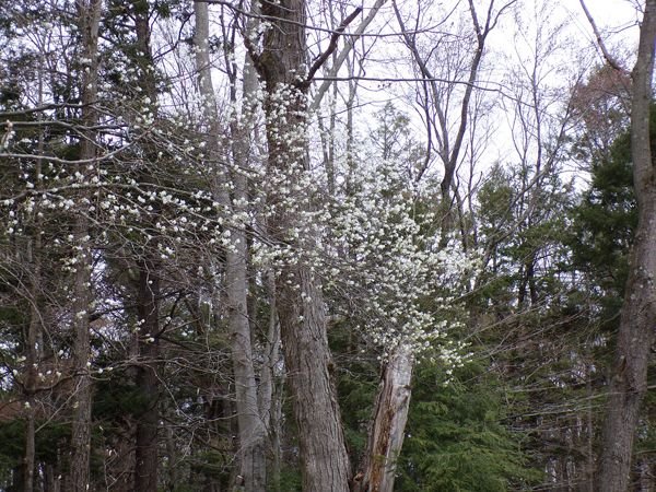 Flowering tree crop April 2021.jpg