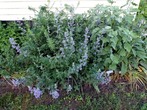 West Herb - catmint flowers crop May 2024.jpg