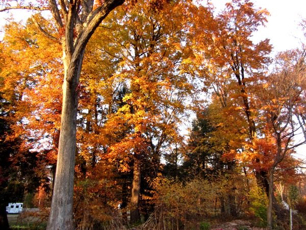 Sun on trees by oak crop Oct 2024.jpg