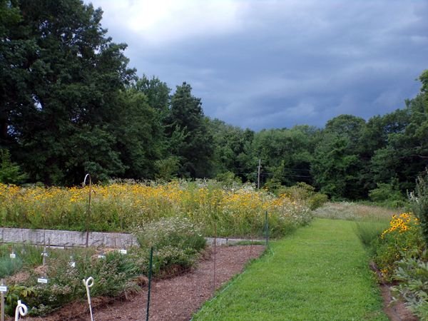 Storm rolling in crop July 2024.jpg