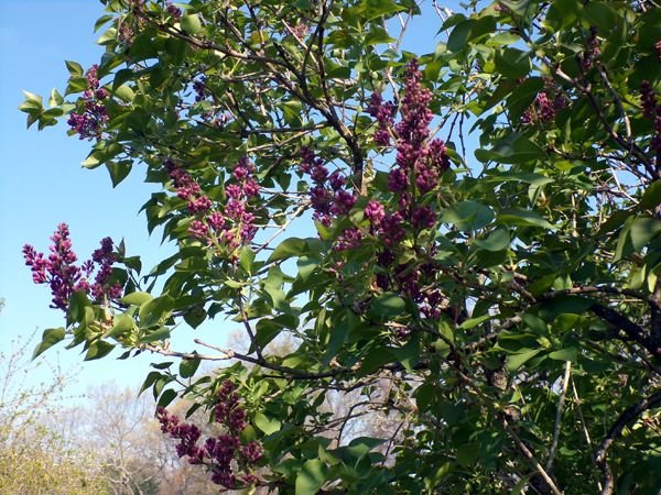 East lilacs - buds crop April 2023.jpg