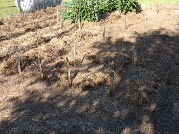 Big garden - mulching squash area crop May 2023.jpg