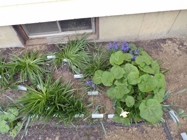 South - grape hyacinths and hollyhocks crop April 2021.jpg