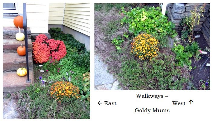 Walkway - goldy mums collage text crop Sept 2024.jpg