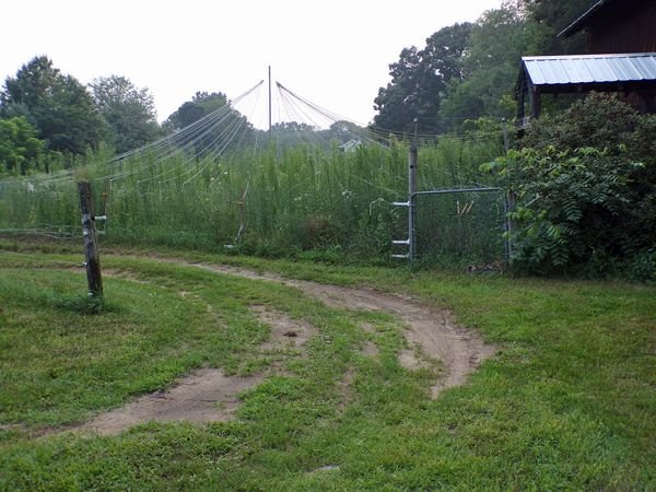 Mowed turnout and chicken pen crop July 2021.jpg