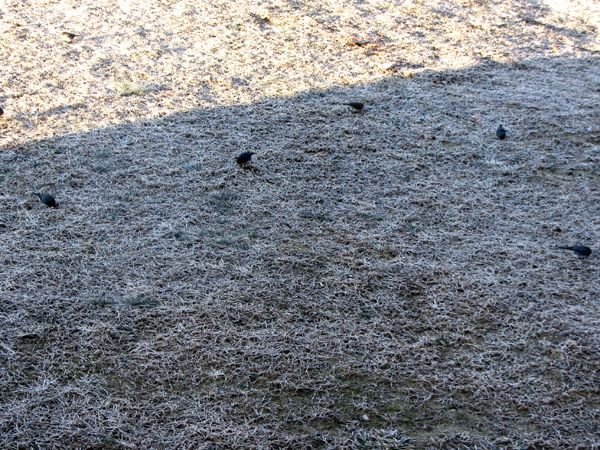 Juncos crop Jan 2025.jpg