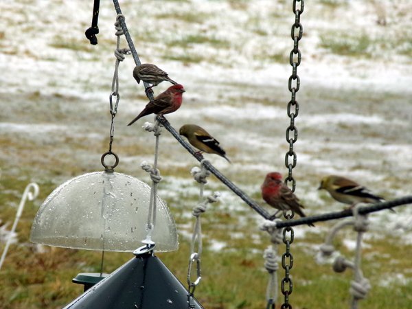 Birdfeeder line-up2 crop Jan. 2024.jpg