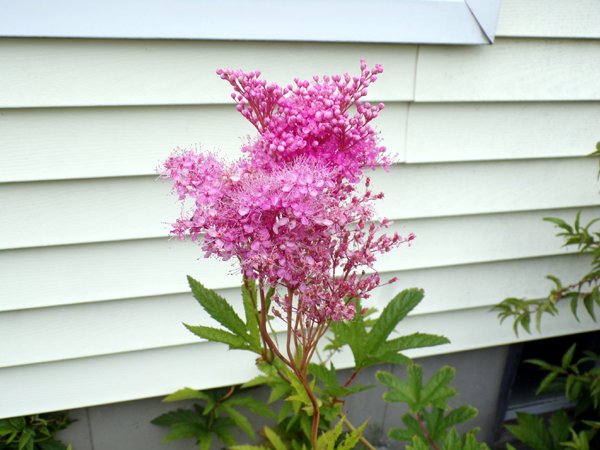 South Herb - meadowsweet flower crop June 2024.jpg