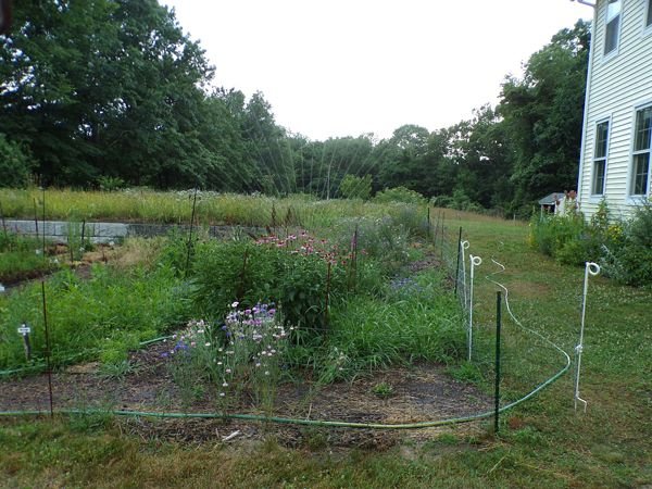 New Herb - watering crop July 2022.jpg