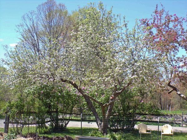 McIntosh crop May 2021.jpg