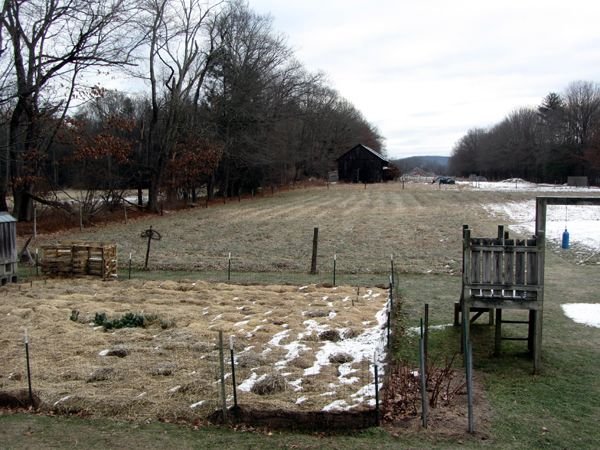 Gloomy middle pasture crop Dec 2024.jpg