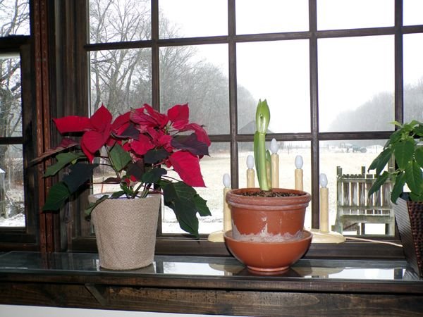 Snow and plants3 crop Jan. 2023.jpg