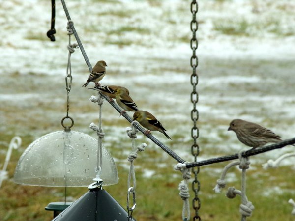 Birdfeeder line-up1 crop Jan. 2024.jpg