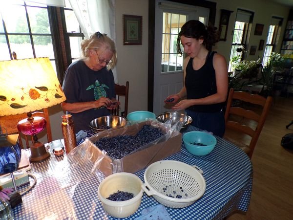 Blueberries - Marianna, Carina cleaning2 crop July 2024.jpg