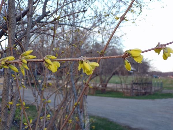 Forsythia - 4th Fence, flowers crop April 2022.jpg