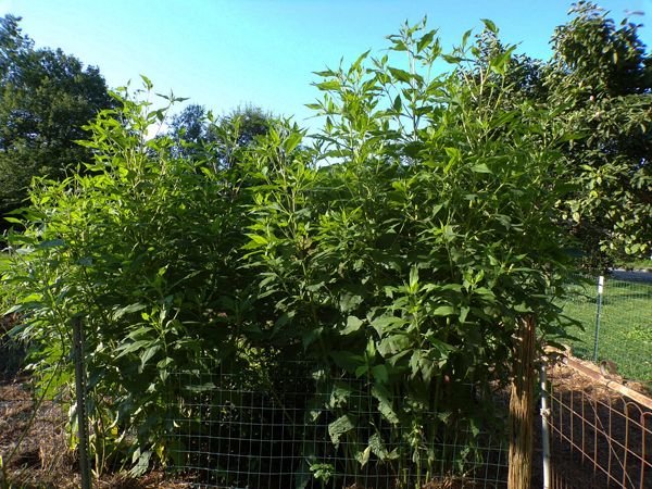 Big garden - Jerusalem artichoke crop July 2021.jpg