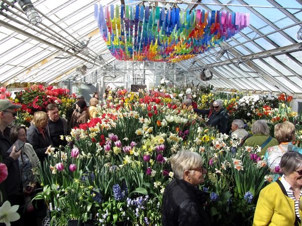 Smith Bulb Show - 2nd greenhouse crop March 2025.jpg