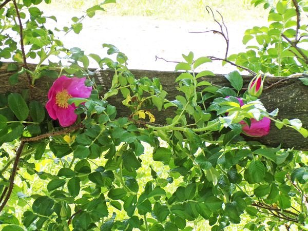 Rugosa rose crop May 2021.jpg