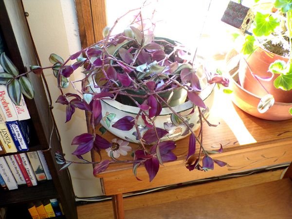 Purple jew after crop Feb. 2023.jpg