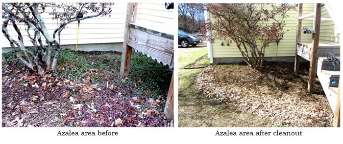 Azalea cleaned out collage text crop March 2025.jpg