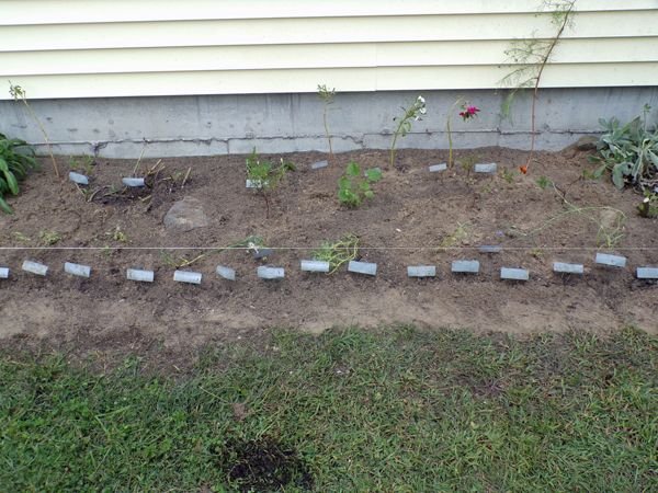 New South - catnip, 2 hollyhocks crop Sept. 2022.jpg