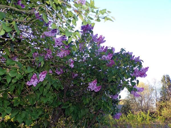 East lilacs - opening crop May 2023.jpg