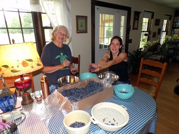 Blueberries - Marianna, Carina cleaning1 crop July 2024.jpg