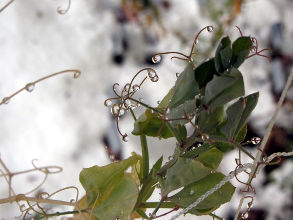 Melted snow on sweet peas crop Dec 2024.jpg