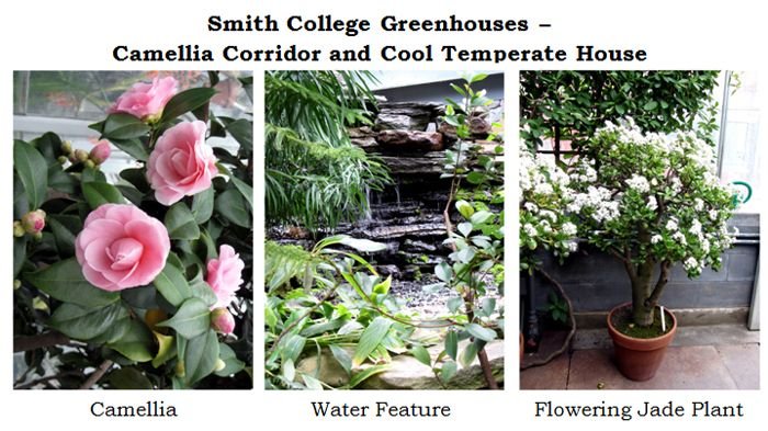 Smith greenhouses - cool temp house collage text crop Jan 2025.jpg