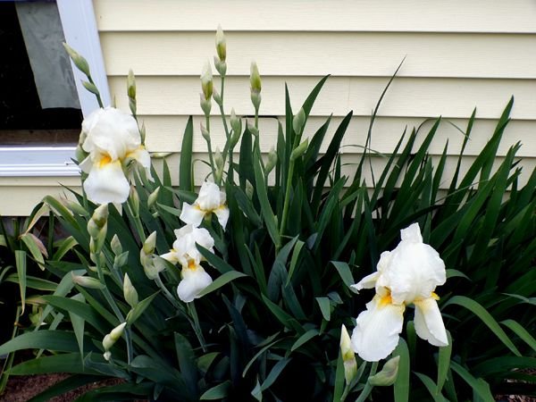 New South - white iris flowers crop May 2024.jpg