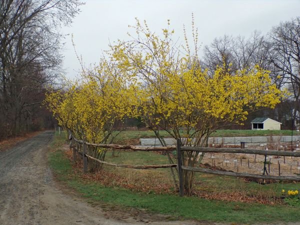 Fence Forsythia - flowering crop April 2021.jpg
