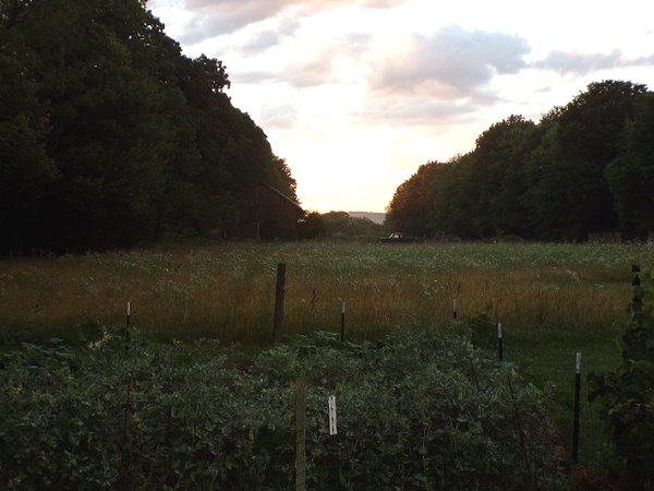 Hot July sunrise crop July 2024.jpg