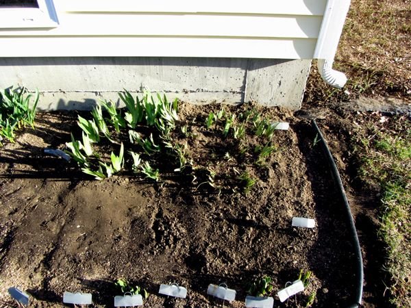 New South - east iris cleaned out crop March 2025.jpg