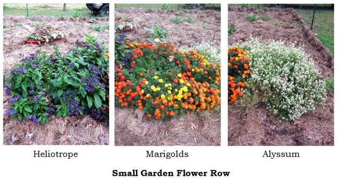 Small garden - flower row collage1 text crop Oct 2024.jpg