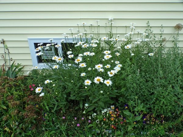 New South - daisies crop July 2022.jpg