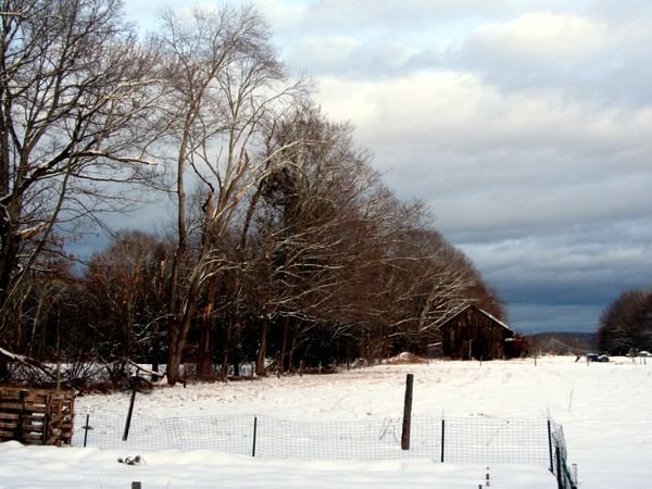 Sun on snow on trees crop Feb 2025.jpg