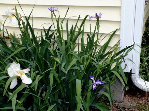 New South - blue flag iris opening crop May 2024.jpg