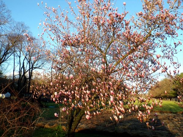 Magnolia - not quite opening crop April 2024.jpg