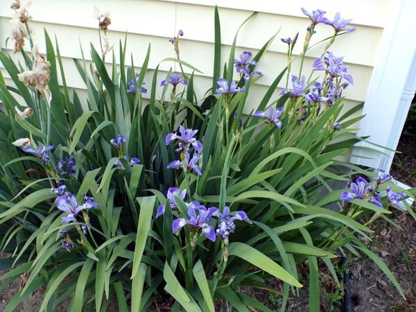 New South - blue flag iris crop June 2023.jpg