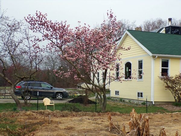 Magnolia - flowering2 crop April 2021.jpg