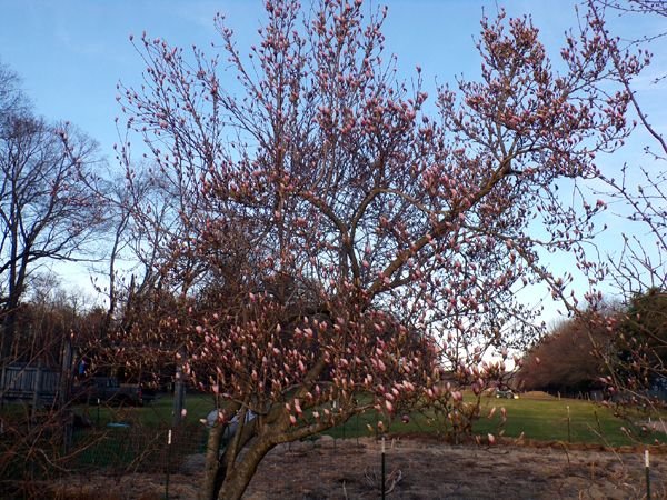 Magnolia - swollen buds crop April 2024.jpg