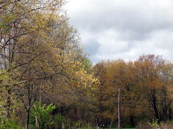 Trees leafing out crop May 2023.jpg