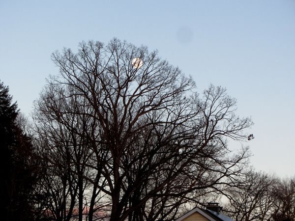 Moon thro oak tree crop Dec 2024.jpg