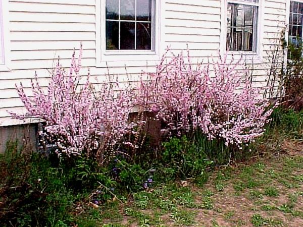 5.Flowering.almond1.crop April.02.jpg