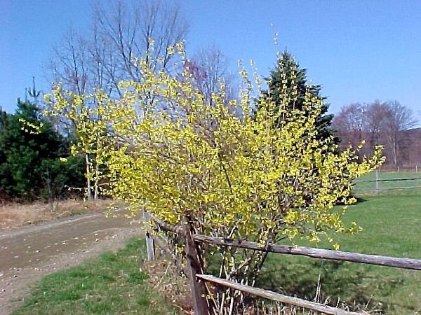 2.Forsythia1.crop April.01.jpg