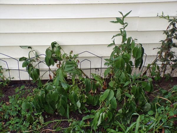 After the rain - East Shed, peony crop August 2022.jpg